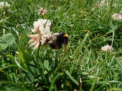 Bombus