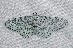 Hymenomima umbelularia