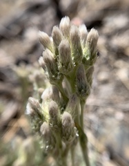 Antennaria marginata