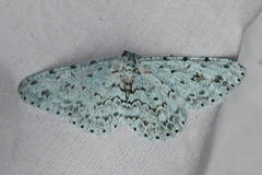 Hymenomima umbelularia