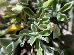 Antennaria marginata
