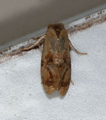Cochylis bucera