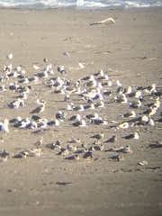 Leucophaeus modestus