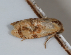 Cochylis bucera
