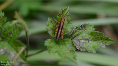 Megaulacobothrus aethalinus