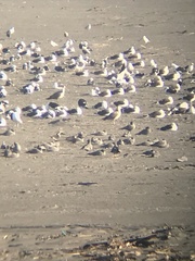 Leucophaeus modestus