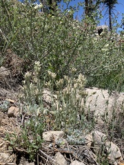 Antennaria marginata