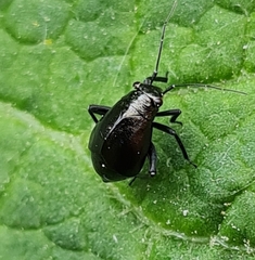 Piezocranum simulans
