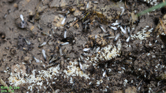 Tetramorium tsushimae