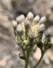 Antennaria marginata