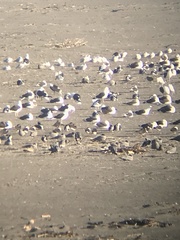 Leucophaeus modestus