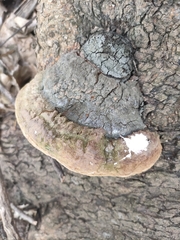 Phellinus igniarius