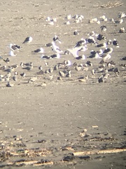 Leucophaeus modestus