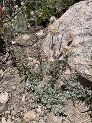 Antennaria marginata
