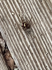 Euodynerus hidalgo