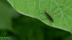 Gerris latiabdominis