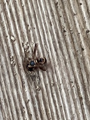 Euodynerus hidalgo