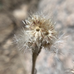 Antennaria marginata