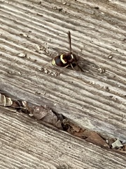 Euodynerus hidalgo
