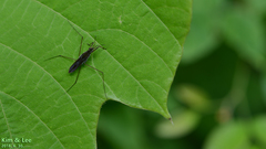 Gerris latiabdominis