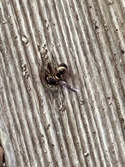 Euodynerus hidalgo