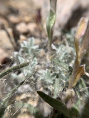 Antennaria marginata