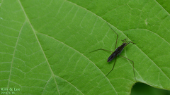 Gerris latiabdominis