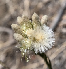 Antennaria marginata
