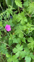 Geranium palustre