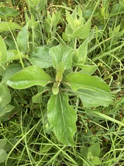Helianthus silphioides