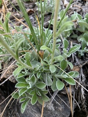 Antennaria marginata