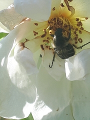 Trichiotinus assimilis