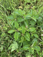 Helianthus silphioides