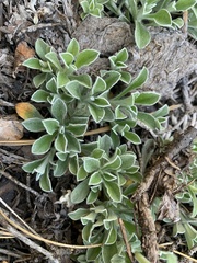 Antennaria marginata