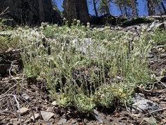Antennaria marginata