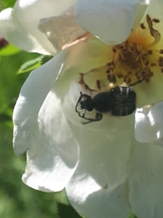 Trichiotinus assimilis