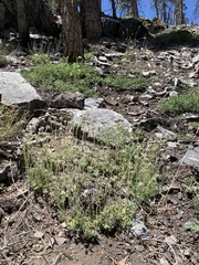Antennaria marginata