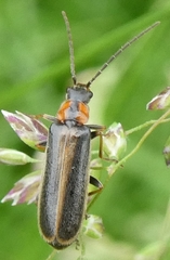 Rhagonycha recta