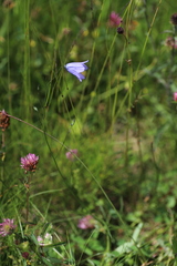 Campanula baumgartenii