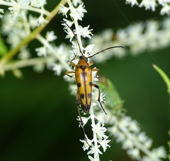 Stenurella septempunctata