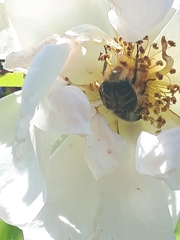 Trichiotinus assimilis