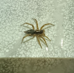 Lycosoides coarctata