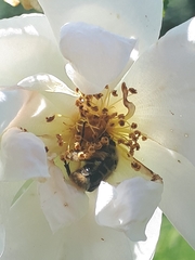 Trichiotinus assimilis