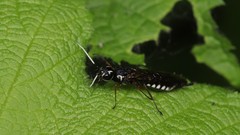 Xiphydria maculata