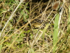 Sporophila caerulescens