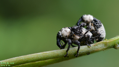 Sternuchopsis trifida