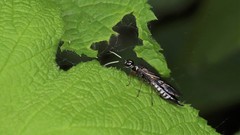Xiphydria maculata