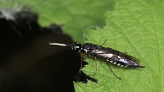 Xiphydria maculata