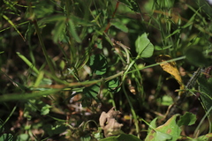 Campanula baumgartenii