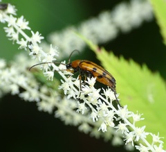 Stenurella septempunctata